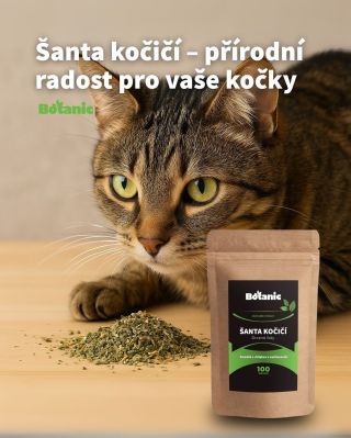 🌱 Šanta kočičí – přírodní radost pro vaše chlupaté parťáky! Kočky ji prostě milují ❤️ a dokáže jim přinést spoustu zábavy...