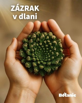 ✨ Zázrak v dlani. Darujte přírodu. Růže z Jericha – symbol znovuzrození a nových začátků. 🌱 Stačí pár kapek vody a během...